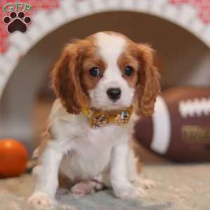 Pepper, Cavalier King Charles Spaniel Puppy